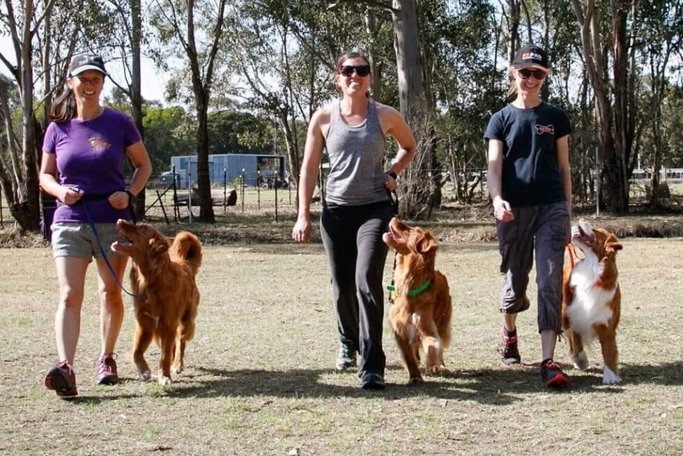 Home - Professional Dog Trainers Australia